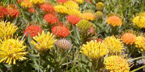 Ground pincushion - Leucospermum prostrautum